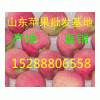 供应美八嘎拉苹果基地  美八嘎拉苹果价格