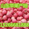山东苹果产地价格4毛【15266681888】