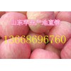 山东红富士苹果价格 山东苹果供应产地13668696760