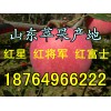 山东红将军苹果批发价格
