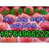 供应山东红将军苹果今日价格
