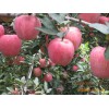 山东果园常年批发销售红将军红星苹果