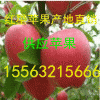 15563215666脆甜红星/红将军苹果价格