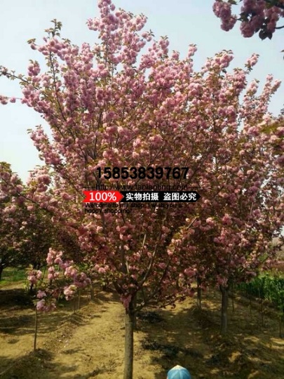 山东樱花苗_樱花_樱花价格_日本樱花_日本晚樱