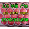 山东苹果价格15762911888红星/红将军苹果低价急售