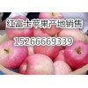 山东红富士苹果新鲜供应保质保量