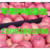 【15266681888】山东沂蒙山苹果供应批发