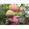 13668696760山东红富士苹果价格水晶富士批发价格