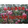 13176070985山东苹果市场批发销售红星红富士苹果