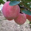 山东红富士苹果行情价格苹果基地