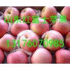 山东红富士苹果大量上市13176070985