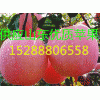 浙江红富士苹果价格 红富士苹果产地