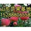 苹果红富士苹果价格 批发青海红富士苹果基地