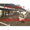 山西忻州八一牧业供应优质育肥牛