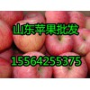 15564255375大量果园红富士苹果价格