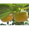 柿子苗 ，枣树苗，核桃苗，梨树苗，葡萄苗低价出售