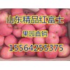 水晶红富士苹果批发供应15564255375