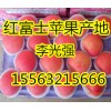 15563215666山东精品红富士苹果便宜了
