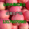 供应山东苹果基地纸袋红富士苹果批发价格