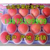 山东临沂今日红富士苹果产地上市价格7毛一斤