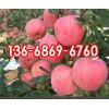 红富士苹果哪里有山东红富士苹果产地价格13668696760