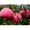 山东红富士苹果种植基地