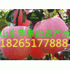 山东苹果基地直销75以上红富士苹果价格