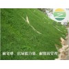 广东高羊茅护坡卫士边坡绿化草种子批发