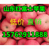 山东红富士苹果产区价格便宜了15762911888
