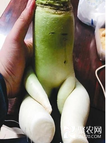 图片7