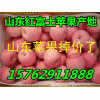 山东红富士苹果主产区价格行情