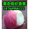 山东红富士苹果批发价格红富士苹果产地价格行情