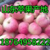 山东主产地红富士苹果怎么批发 哪个地区红富士苹果价格最便宜
