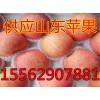 山东优质红富士苹果大量上市
