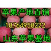 18764958222红富士苹果怎么批发/山东红富士苹果价格