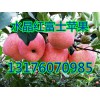 大量销售山东水晶红富士苹果13176070985