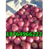 供应红富士苹果今日山东红富士苹果产地价格