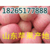 山东苹果批发18265177888红富士苹果价格