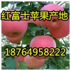 18764958222山东地区红富士苹果批发最新价格