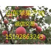 红富士苹果直销中心 山东苹果种植基地