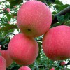 红富士苹果种植基地，山东优质苹果产地，山东苹果批发基地