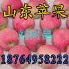 18764958222红富士一斤多少钱/山东红富士苹果价格