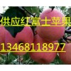 山东红富士13468118977苹果批发价格