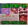 供应条纹片红苹果批发，红苹果产地，山东红富士苹果价格