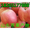 18265177888山东红富士苹果多钱