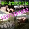 13371261682常年出售优质仔猪