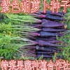 紫胡萝卜种子