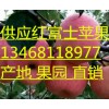 山东红富士苹果最新价格及行情预测