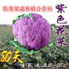 紫花菜种子