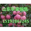 山东红富士苹果果园直销 山东苹果价格